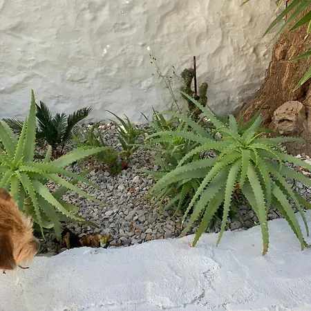 Althea Garden House Holiday home Hydra (Saronic Islands)